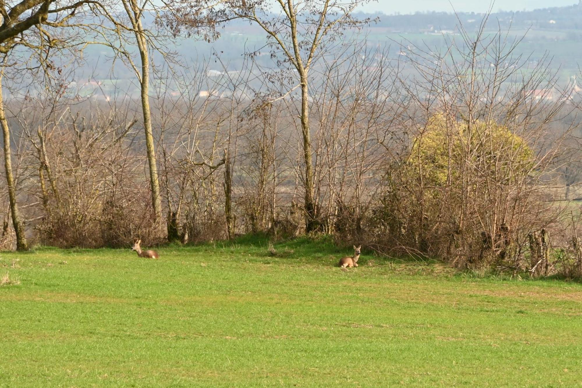 Aux 3 Forêts Bizeneuille Exterior foto